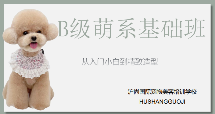 沪尚B级萌系基础班课程