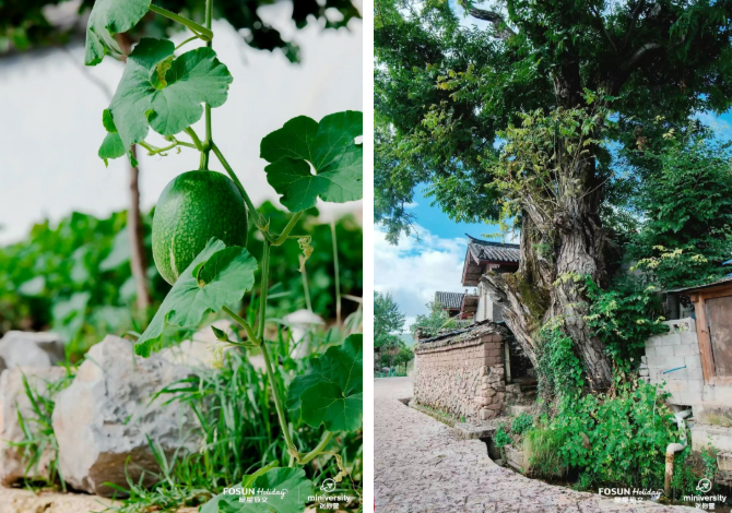 丽江·高山采菌,纳西自然探索营