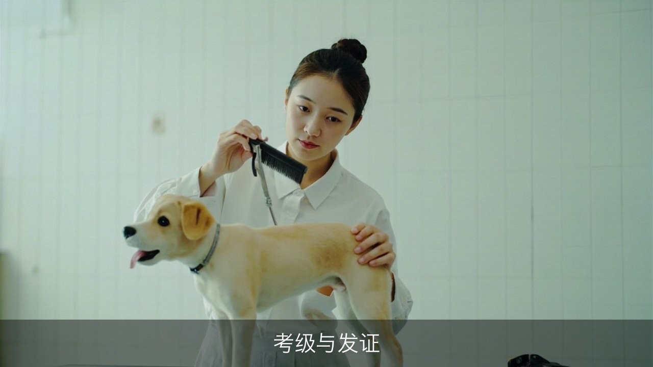 宠物美容怎么考级拿证？派多格考前集训班与校内考级发证